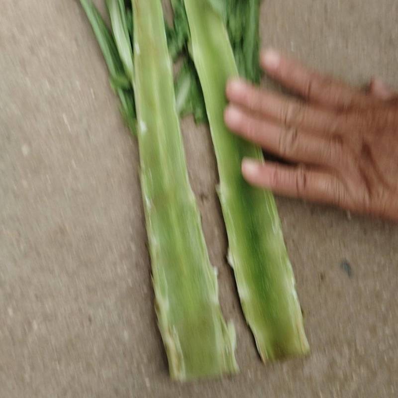 尖叶莴苣三青莴笋山东三青莴苣山东莴苣价格实惠量大价优品