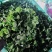 金花菜草头颜色漂亮，叶片大，欢迎各位老板联系我