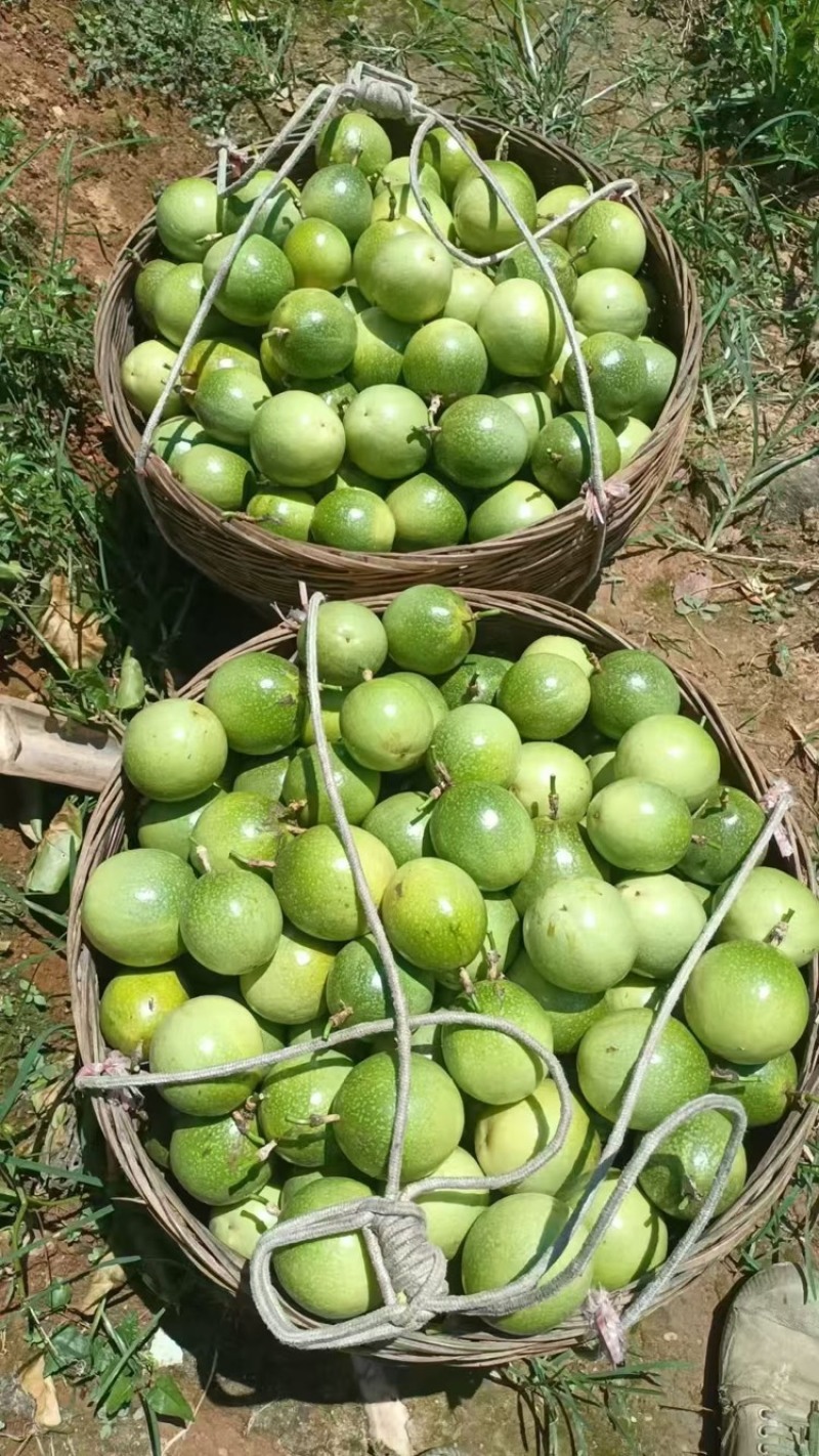 百香果黄金百香果批发零售，价格美丽，对接全国