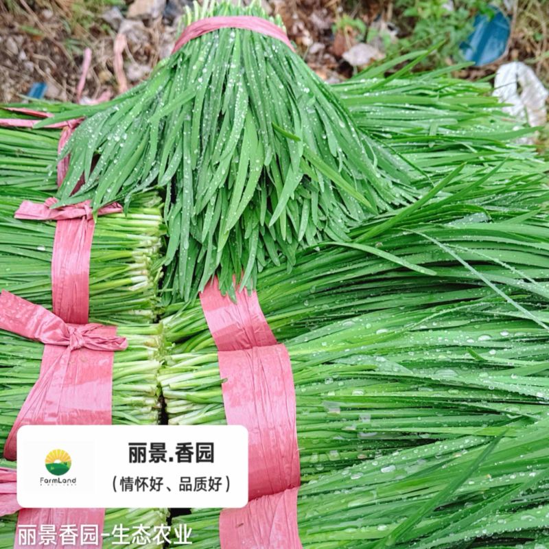 清镇韭菜鲜采鲜发