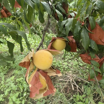 黄金蜜桃