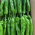 山东鲜辣椒【薄皮椒】新优芜湖椒线椒螺丝椒301尖椒