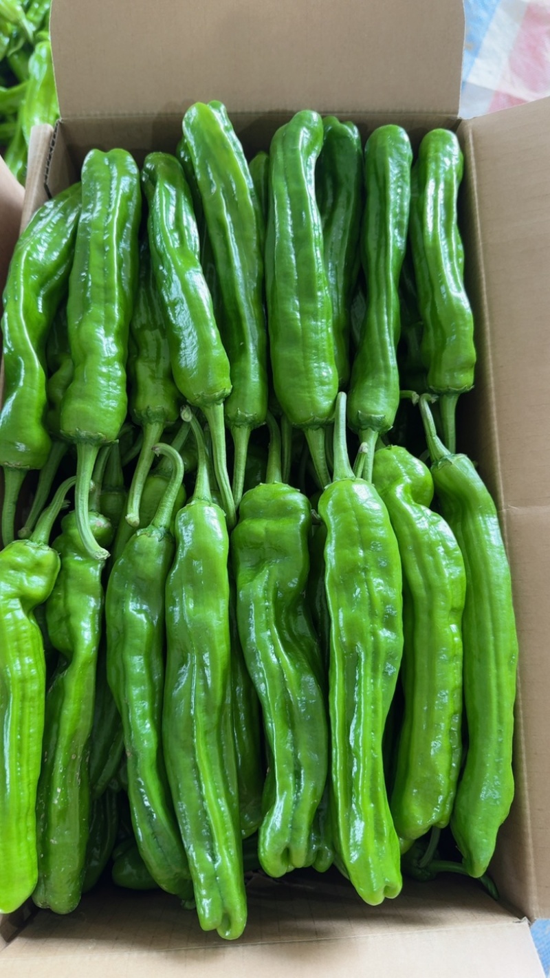 山东鲜辣椒【薄皮椒】新优芜湖椒线椒螺丝椒301尖椒