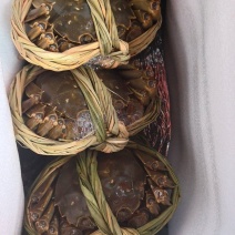 大闸蟹