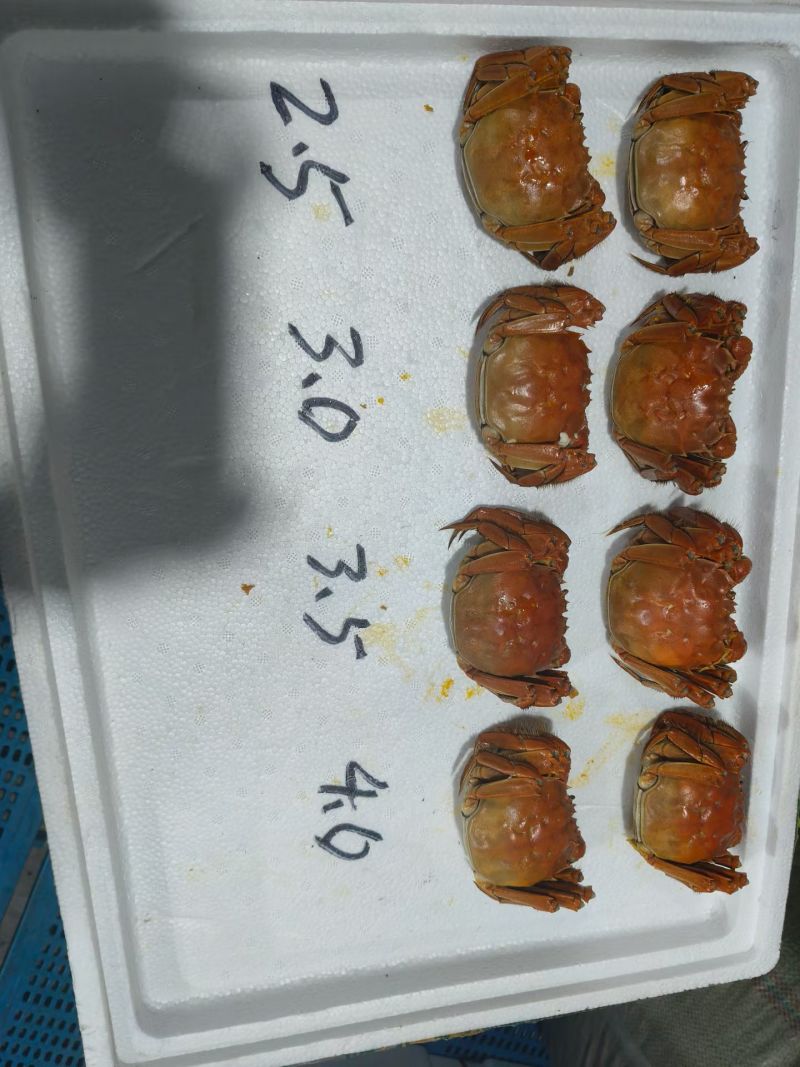 大闸蟹