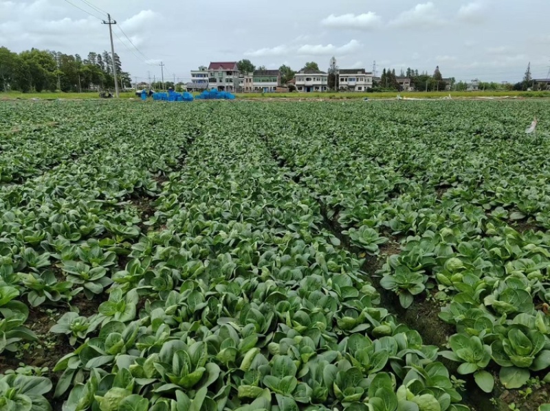 苏妃青菜（太湖菜）大量上市，杭州，苏州，上海等地皆可