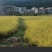 宜香优2115四川产区直发保质保量供货