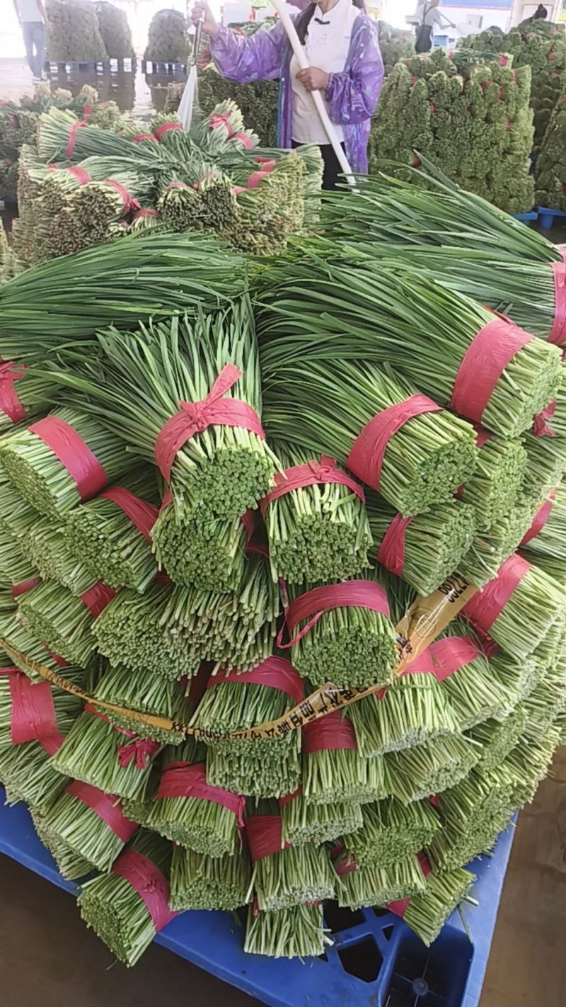 韭菜
