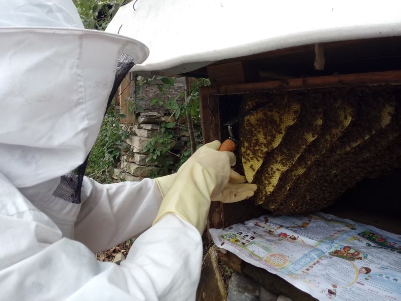 《精选》正宗土蜂蜜湖北基地直发对接商超团购电商一件代发