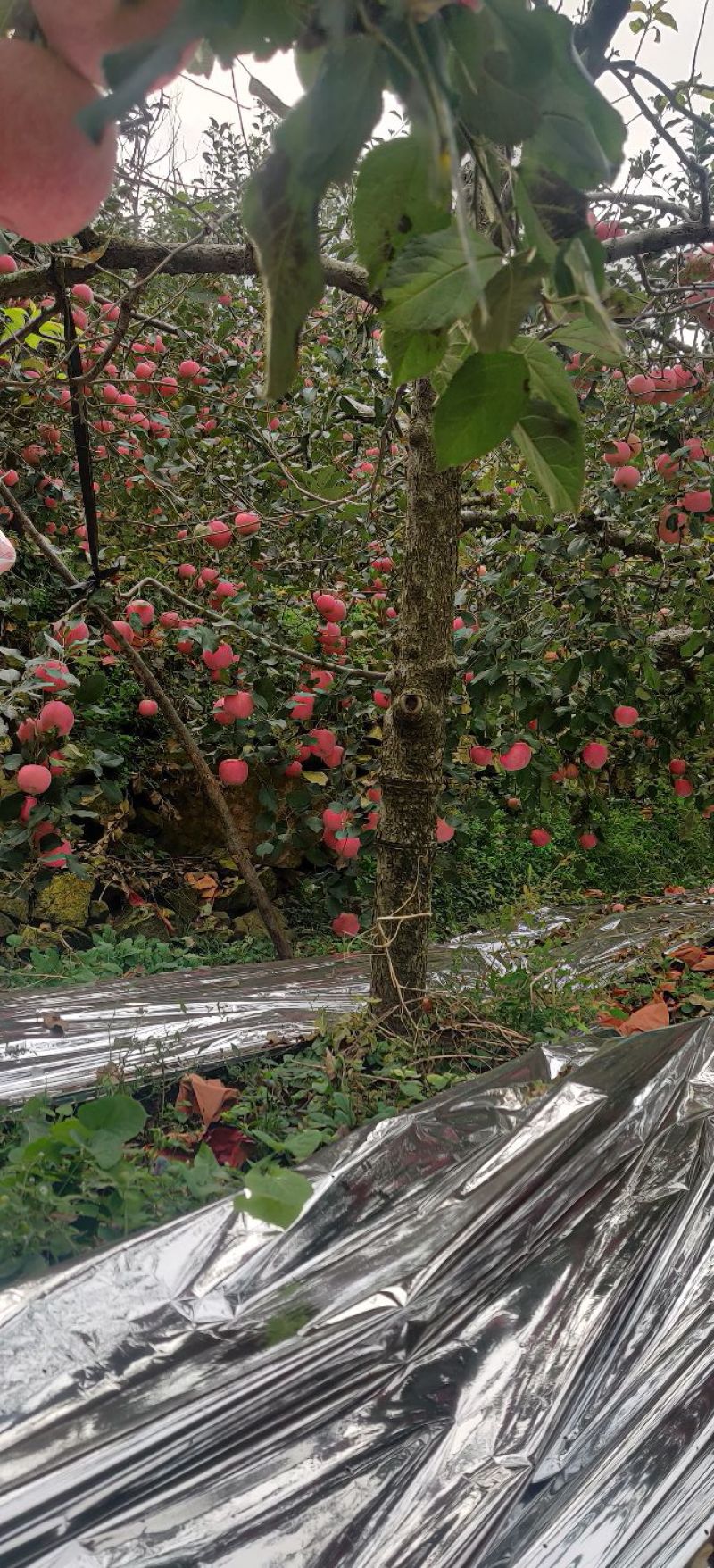 山东红富士苹果万亩苹果基地苹果大量上市优质红富士苹果