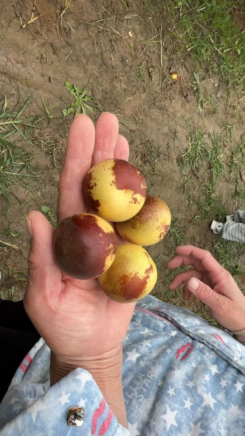山西大枣大量有货基地直供品质优现摘现发品质优欢迎咨询