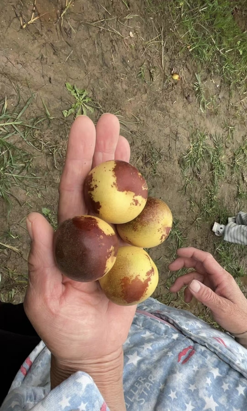 山西大枣大量有货基地直供品质优现摘现发品质优欢迎咨询