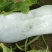粉皮冬瓜单个重量5公斤可以上市