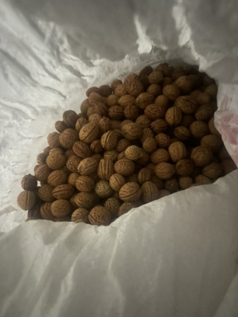 桃核40+吨大量出售看桃核辽宁鞍山