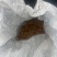 桃核40+吨大量出售看桃核辽宁鞍山