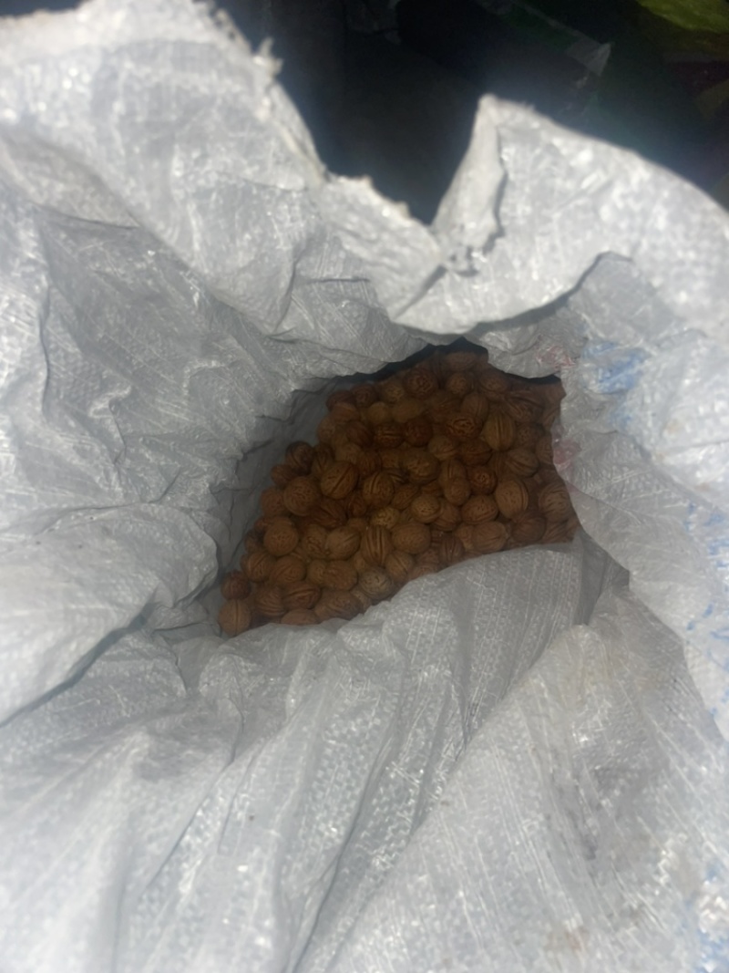 桃核40+吨大量出售看桃核辽宁鞍山