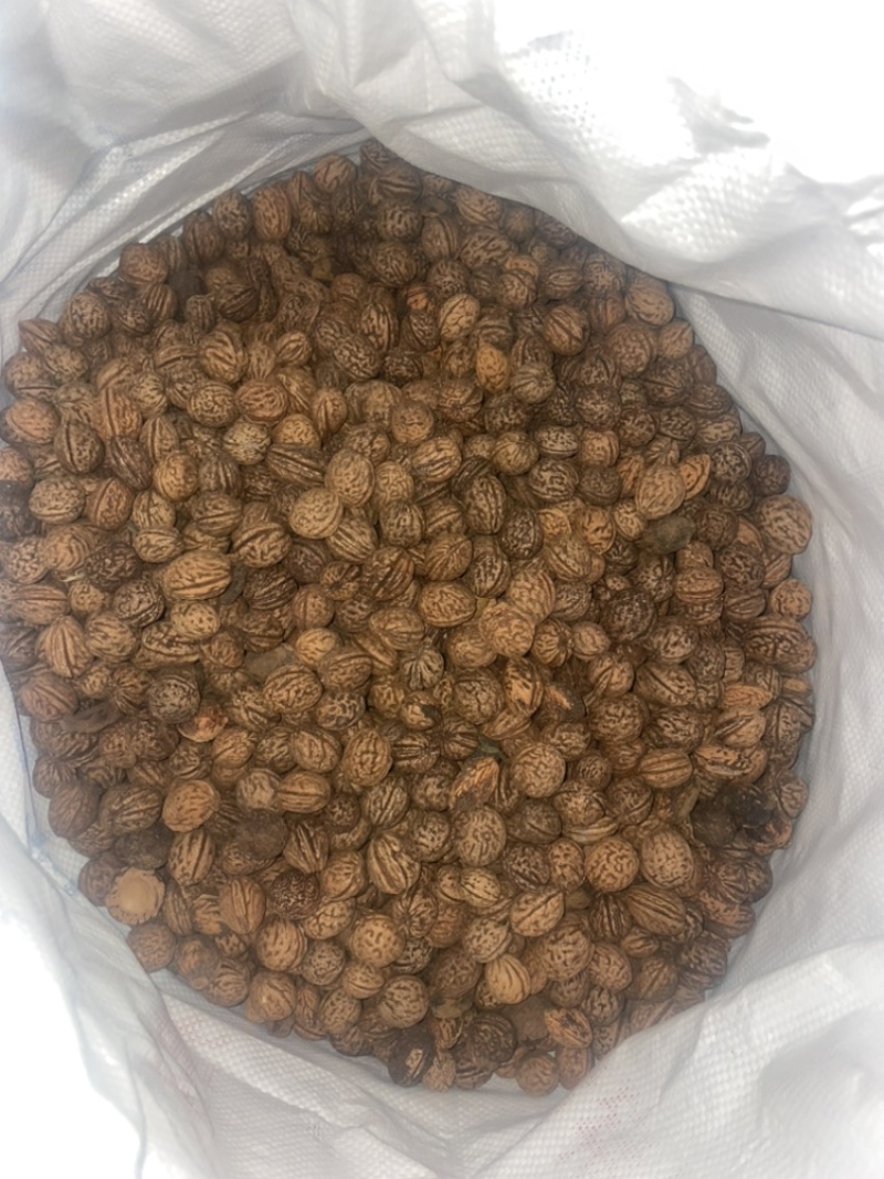 桃核40+吨大量出售看桃核辽宁鞍山