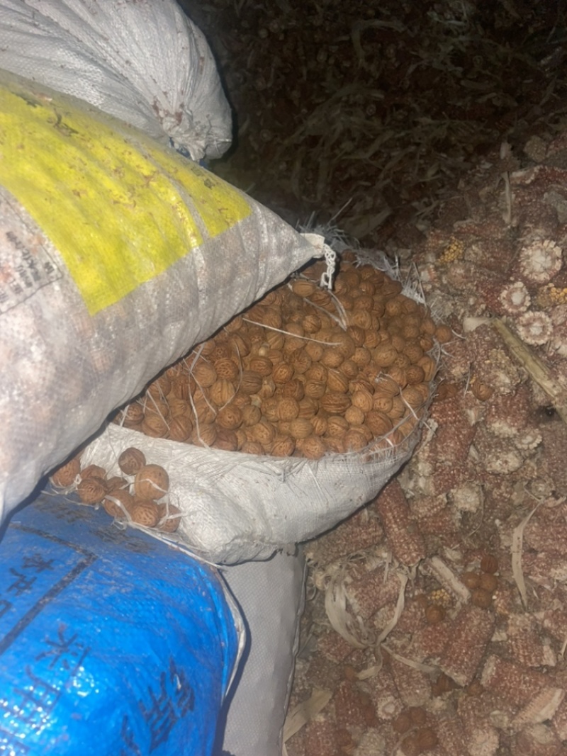桃核40+吨大量出售看桃核辽宁鞍山