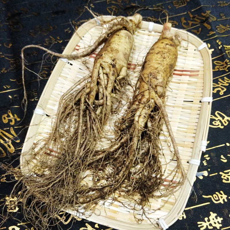 东北长白山10年特大现挖新鲜人参