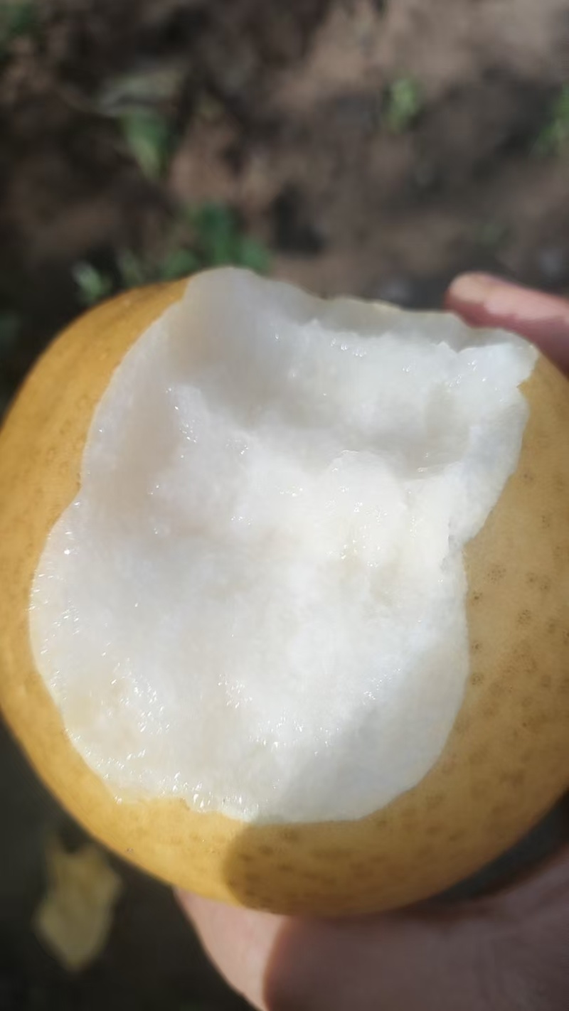 新华梨