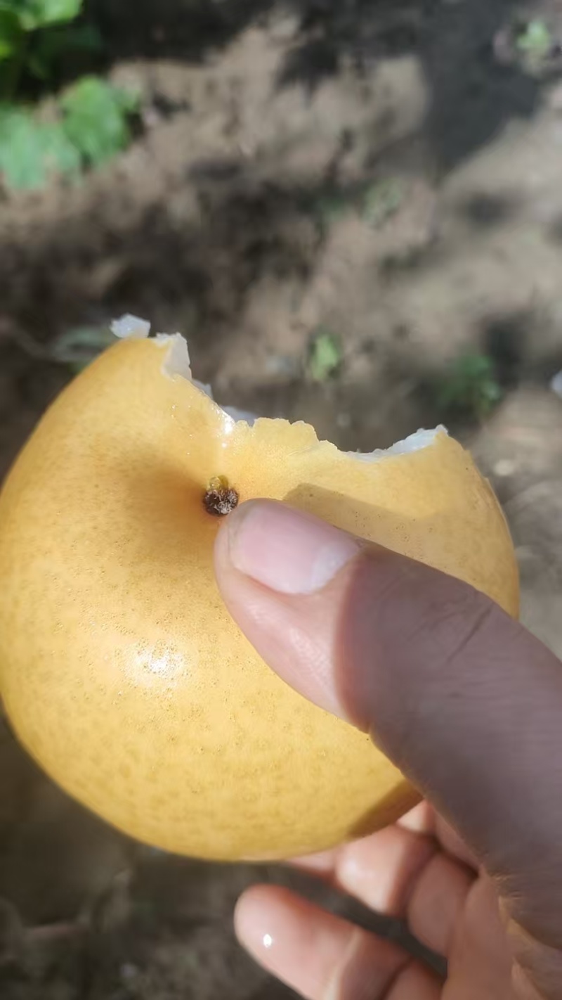 新华梨