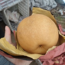 新华梨