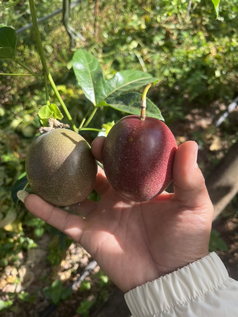 百香果