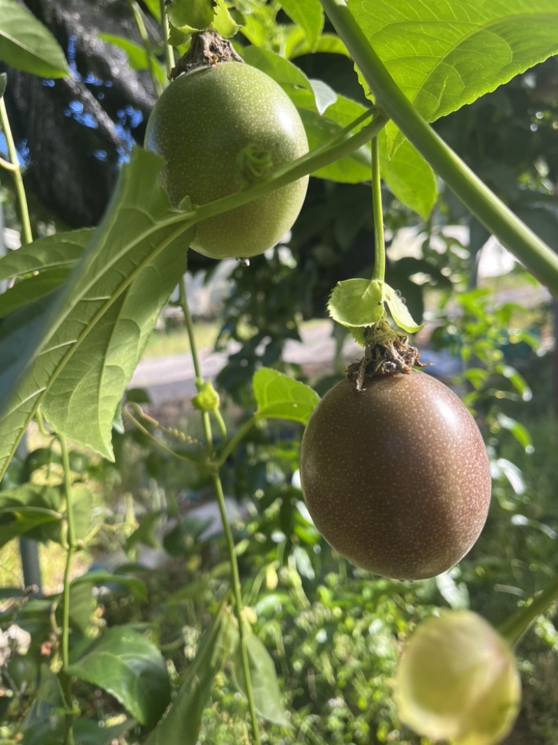 百香果