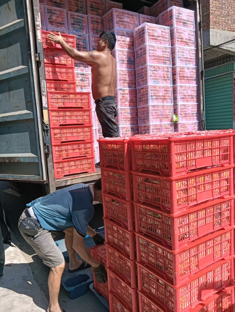 精品爱媛28号橙子产地直发一手货源全国发货
