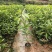 耀堂仙桃苗湿包大果品种四季蛋黄果，包邮，种植指导