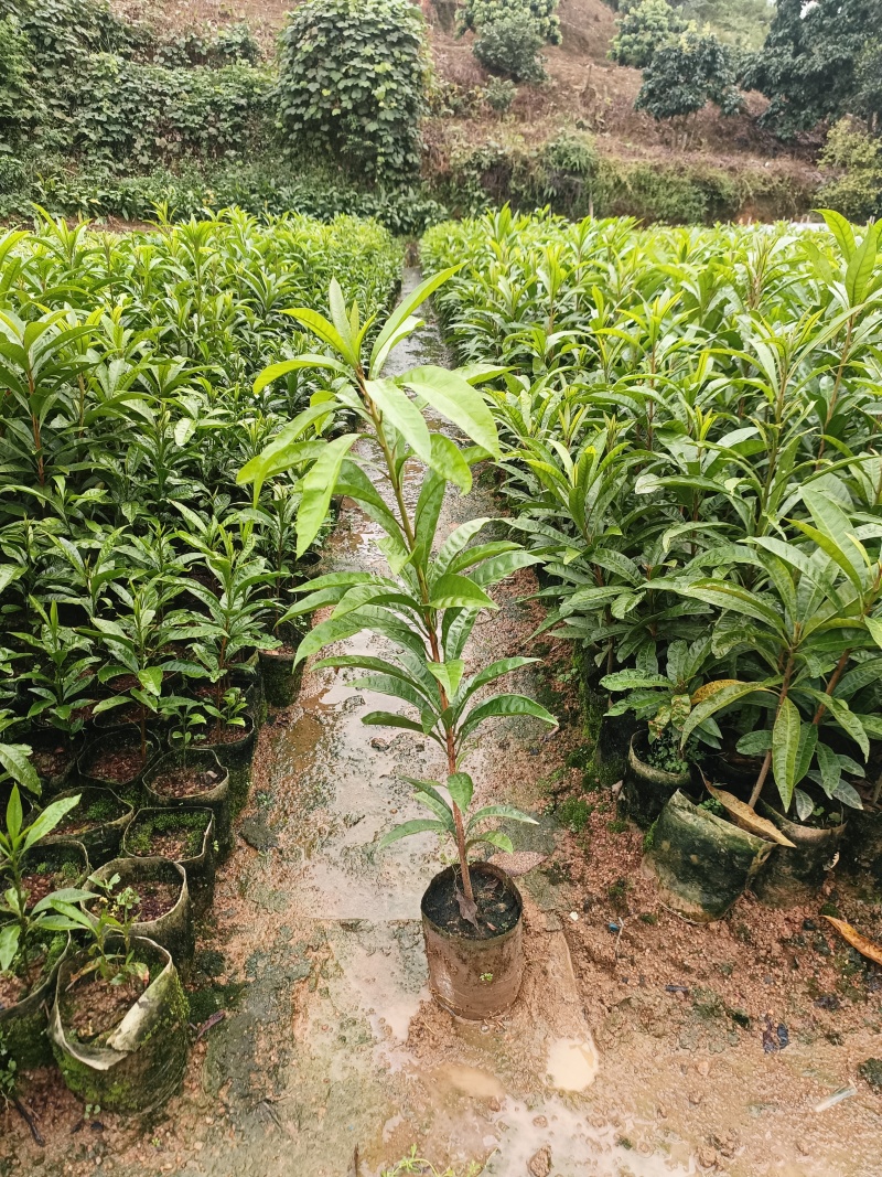 耀堂仙桃苗湿包大果品种四季蛋黄果，包邮，种植指导