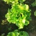 罗马生菜