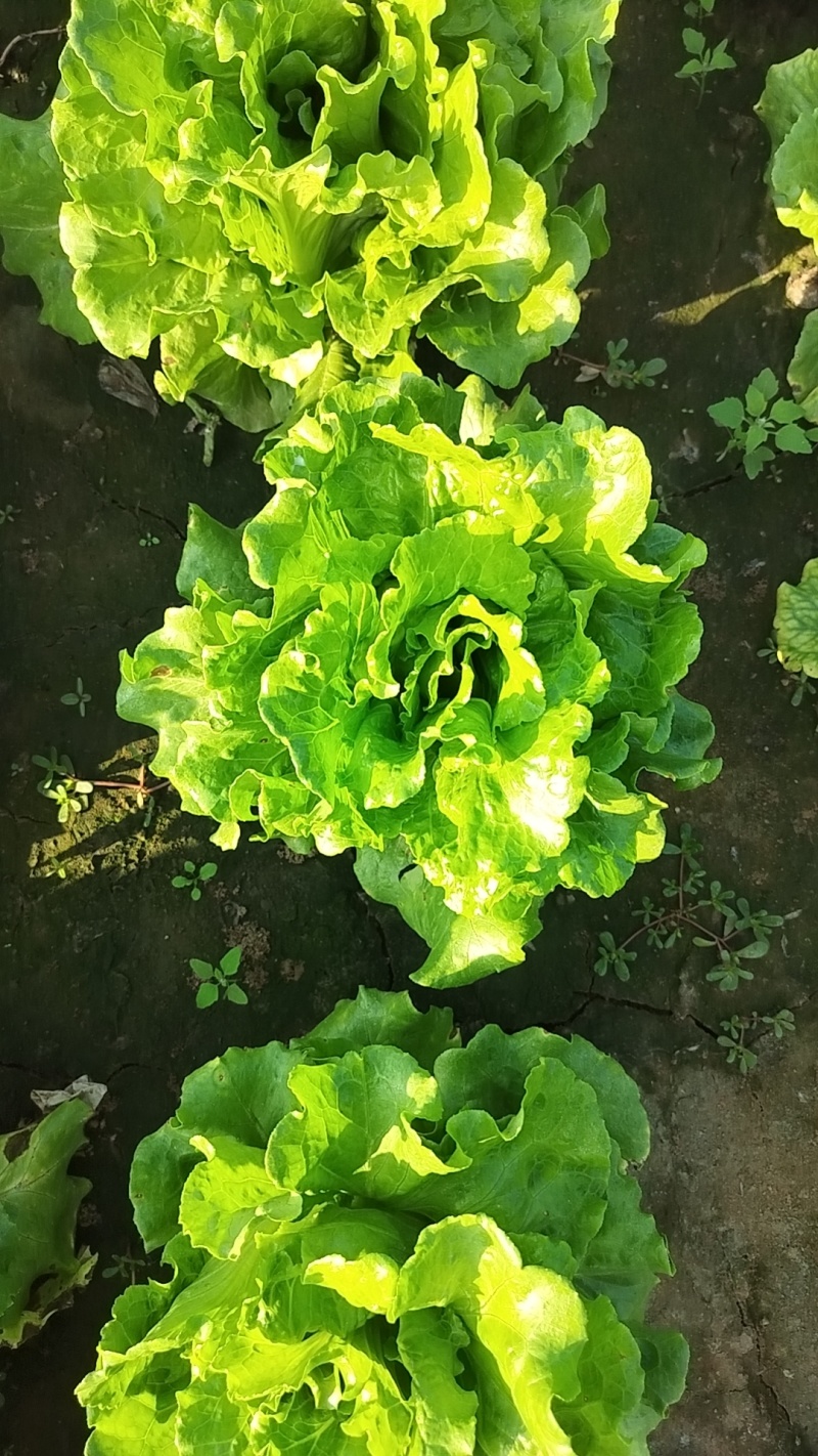 罗马生菜
