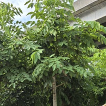腊肠树，黄金雨，6-10分
