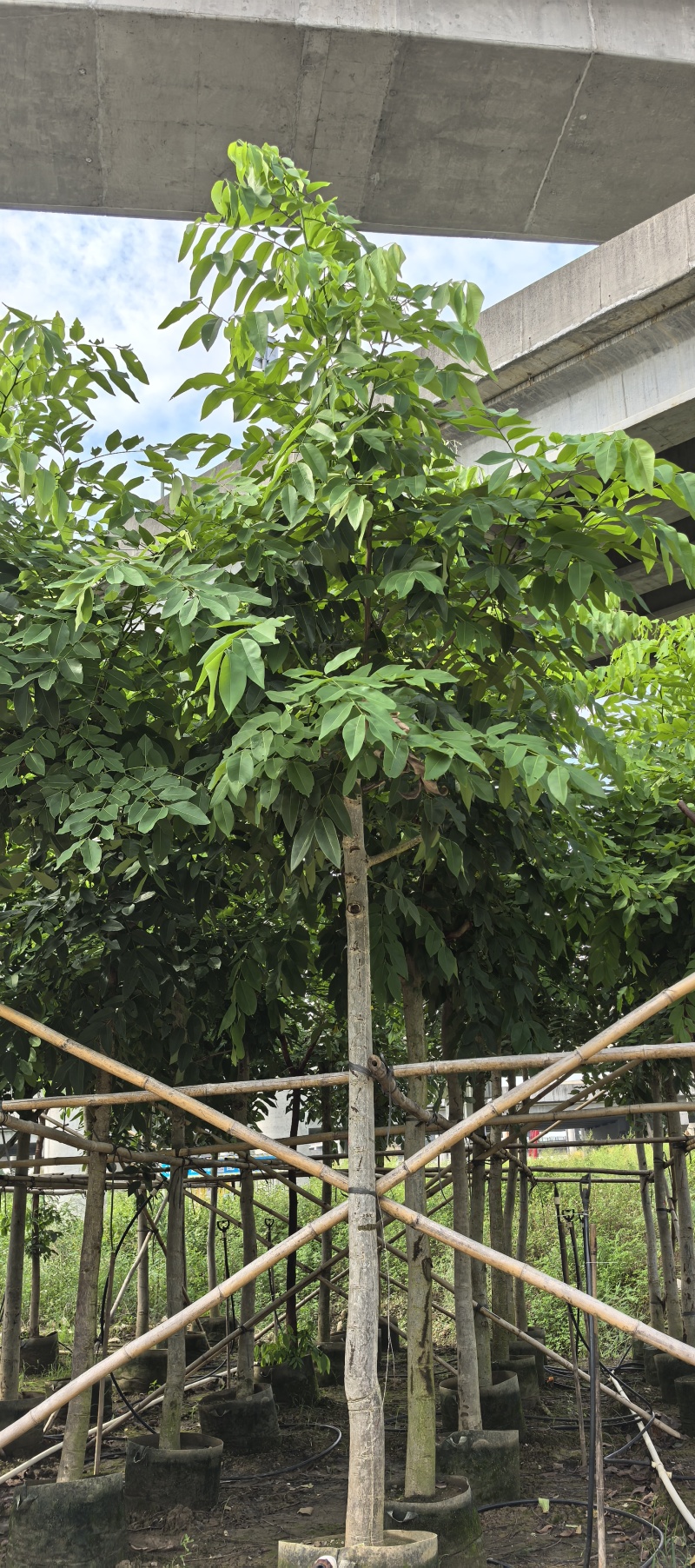 腊肠树，黄金雨，6-10分
