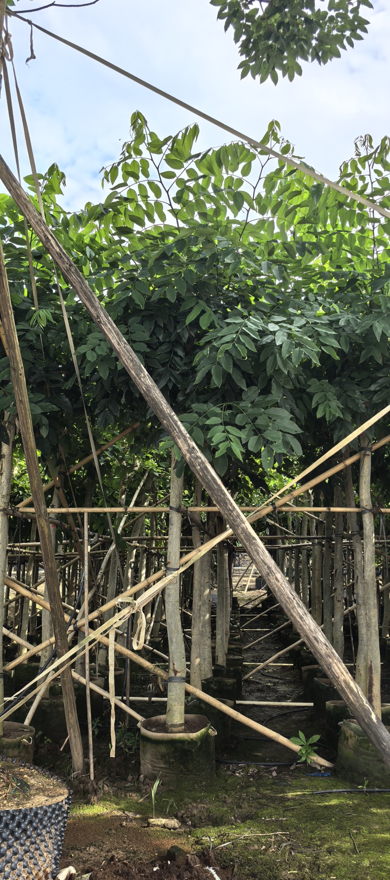 腊肠树，黄金雨，6-10分