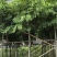 腊肠树，黄金雨，6-10分
