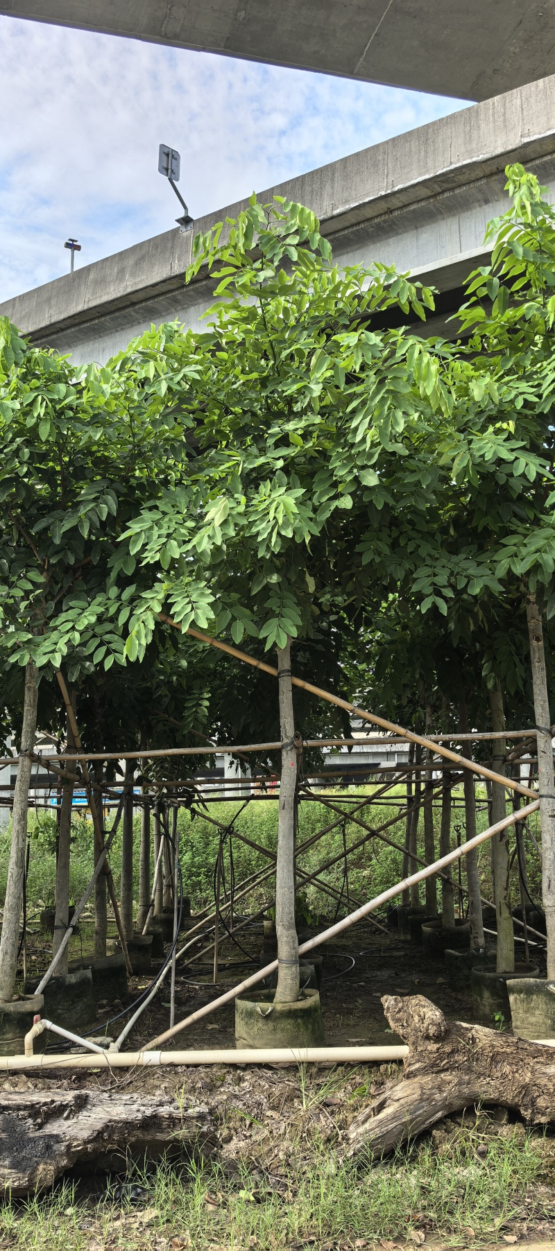 腊肠树，黄金雨，6-10分