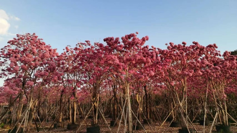 紫花风铃木基地直销