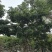 紫花风铃木基地直销