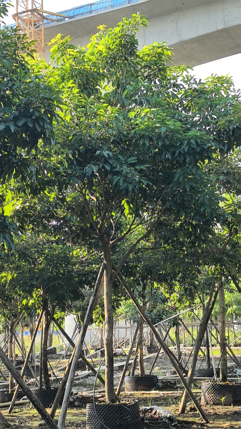 紫花风铃木基地直销