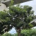 紫花风铃木基地直销