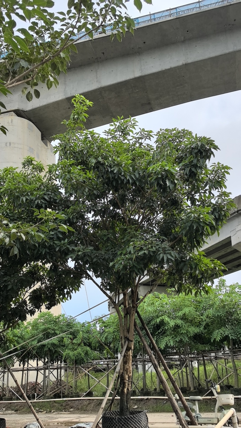 紫花风铃木基地直销