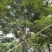 紫花风铃木基地直销