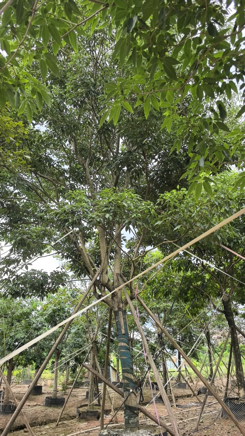 紫花风铃木基地直销