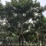 紫花风铃木基地直销