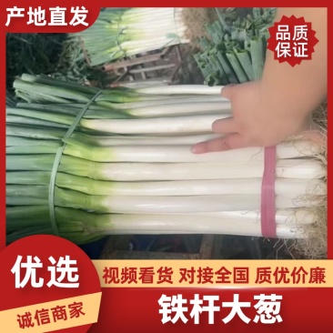 铁杆大葱山东大葱批发电商市场商超货源支持线上线下