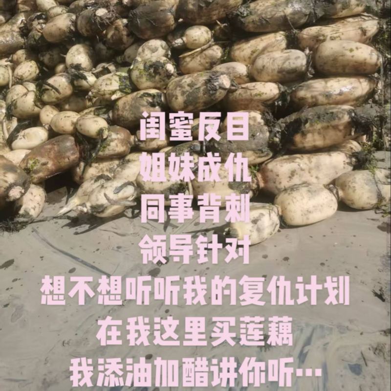 精品莲藕