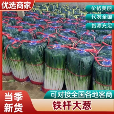 精品山东铁杆大葱个头大品质好可视频看货欢迎老板咨询采购