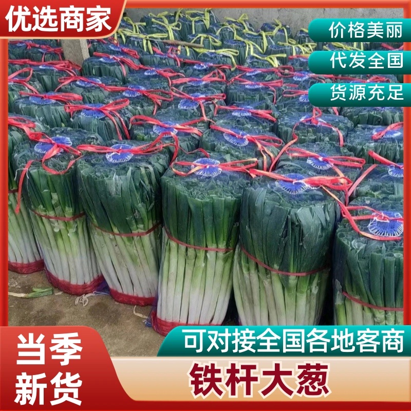 精品山东铁杆大葱个头大品质好可视频看货欢迎老板咨询采购